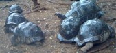 giant tortoises at Prison island