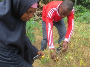 Ali Abeid's mother helps out picking tomatoes on Ali's shamba.