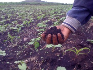Pius Hayuma holds soil from his shamba